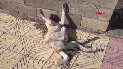 Adıyaman Besni'de Sokak Köpeği Donarak Telef Oldu