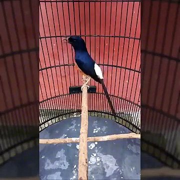 MURAI BATU MEDAN SUPER EKOR 27 cm