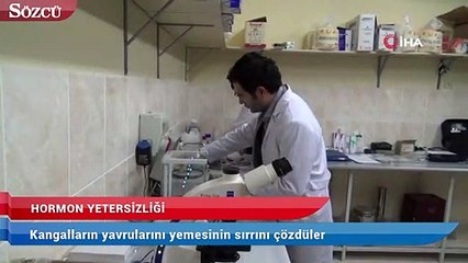 Kangalların yavrularını yemesinin sırrını çözdüler