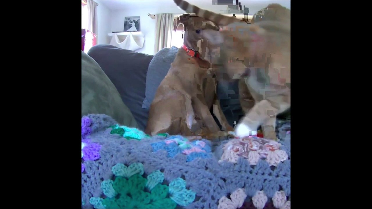 Il met une caméra cachée pour filmer ce que font le chat et le chien en son absence, il ne va pas être déçu !