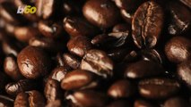 Alarming Percentage of the World's Wild Coffee Species at Risk of Extinction