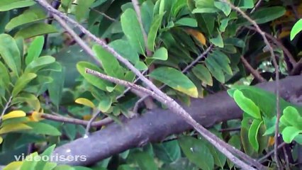 Bulbul Birds Love Making