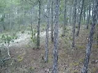 Petits courants suisses sur un pied