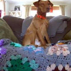 Que font le chat et le chien que leur maitre nest pas là