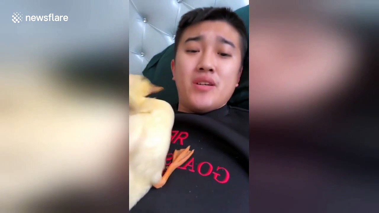 Duckling won't stop ‘brushing’ owner's teeth