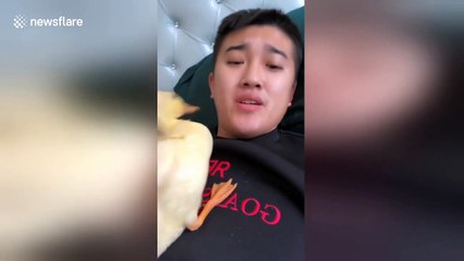Duckling won't stop ‘brushing’ owner's teeth