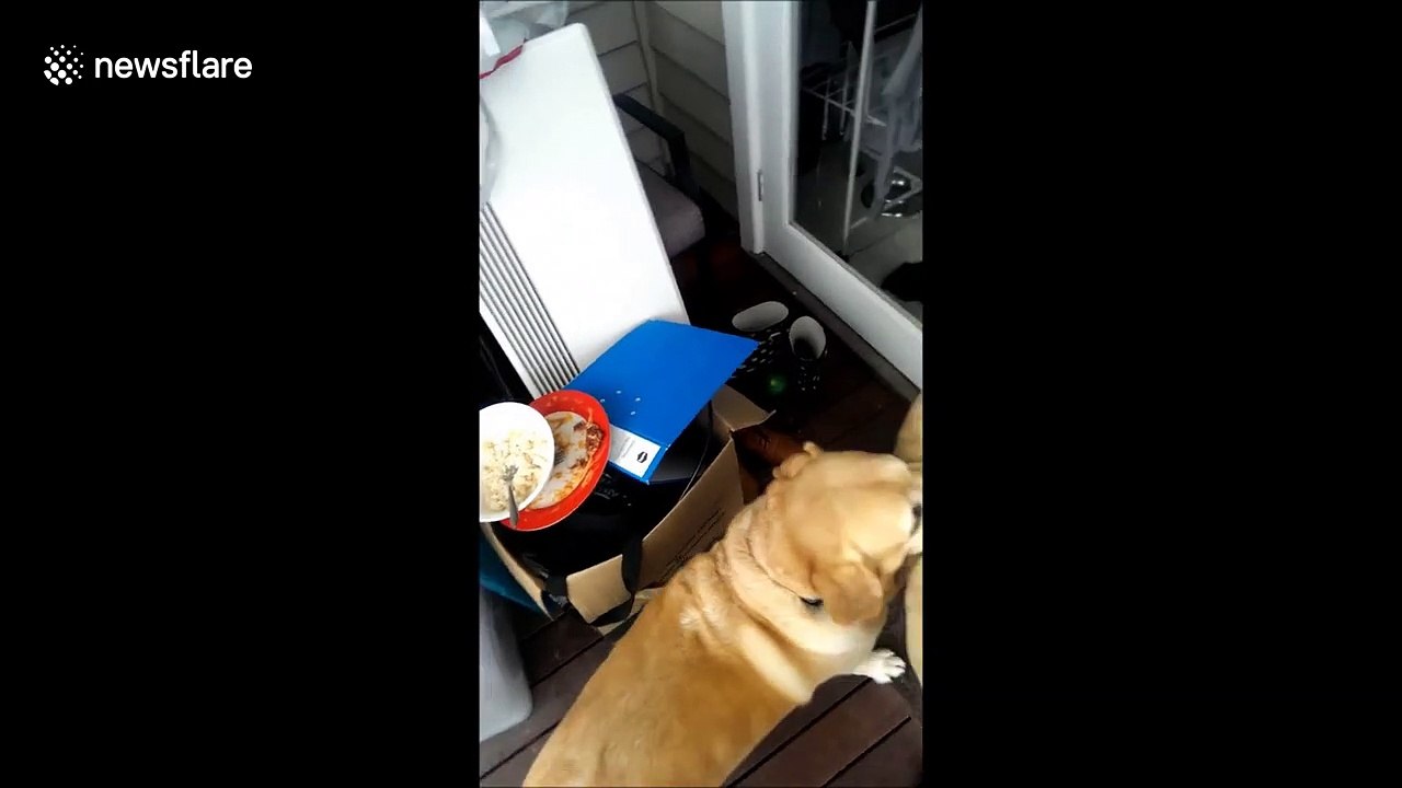 Not without my toy! Persistent dog struggles to enter home with stuffed animal