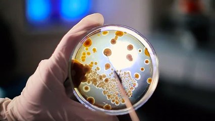 What Is Bubonic Plague?