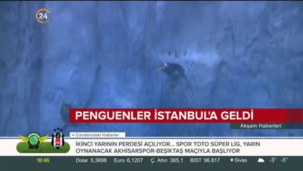 ? Soğuk iklimin en sıcak canlıları 'penguenler' İstanbul'a geldi