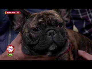 Cuidados especiales para los perros chatos | Sale el Sol