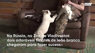 Rússia: filhotes de leão branco fazem sucesso em zoo