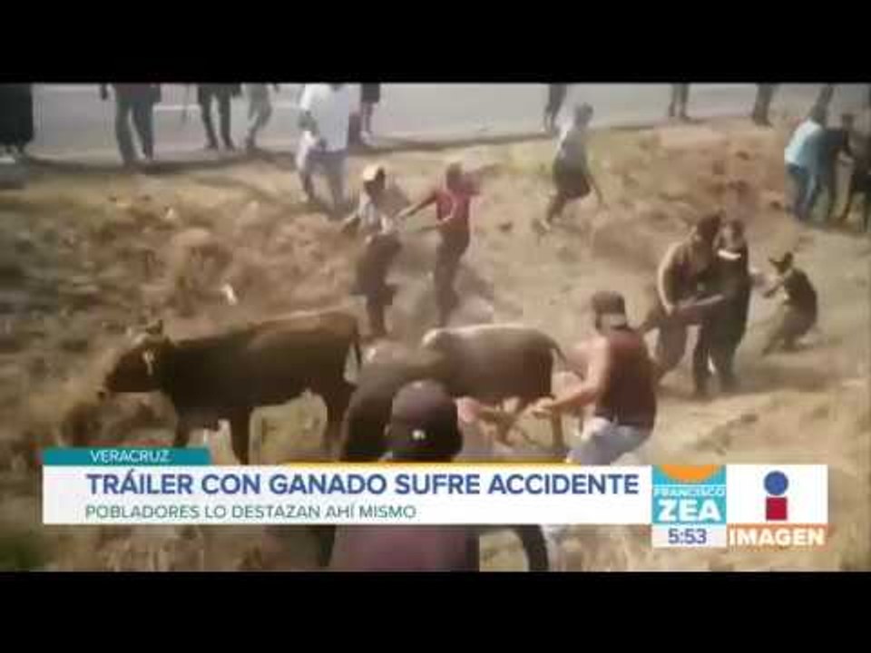 ¡Brutal! Destazan reses de un tráiler volcado en Veracruz | Noticias con Paco Zea