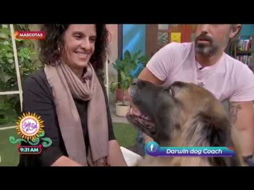 Perros grandes: cuidados, entrenamiento y alime...
