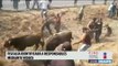Fiscalía ya busca a responsables de saqueo a camión de ganado gracias a videos | Noticias Ciro