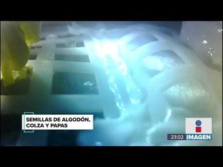 ¡China logra sembrar algodón en la luna! | Noticias con Ciro