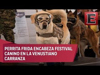 "Frida" participará en el segundo Festival Canino en la V. Carranza