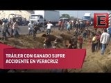 Pobladores roban ganado tras accidente de tráiler