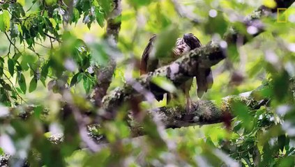 Watch an endangered Philippine eagle chick grow up in rare video