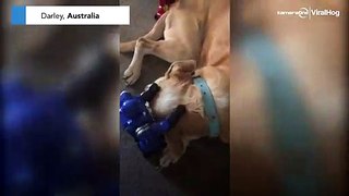Stress be gone! Toy robots massage this dog into a state of bliss