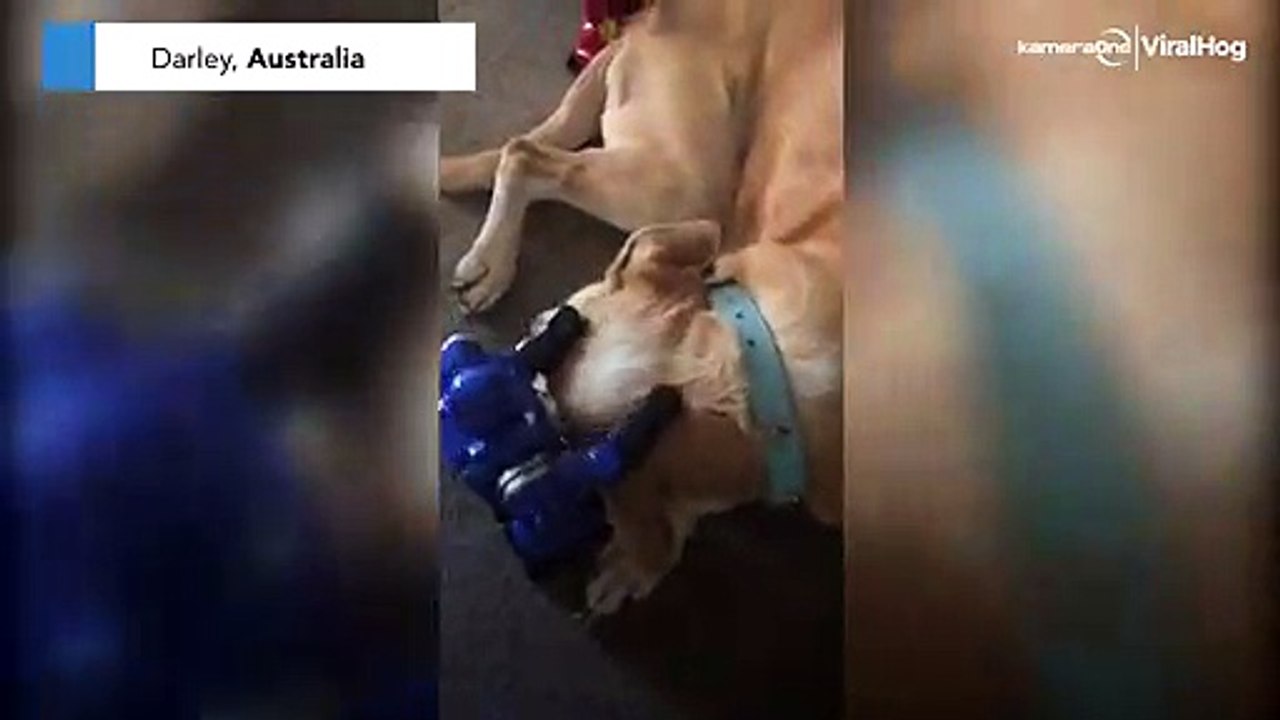 Stress be gone! Toy robots massage this dog into a state of bliss
