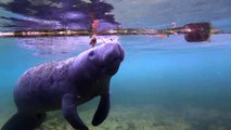 Scuba Diving Encounters: Snorkeling With Manatees at Crystal River, Florida