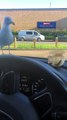 Cette mouette pique à travers le pare-brise pour manger le sandwich sur le tableau de bord de la voiture !