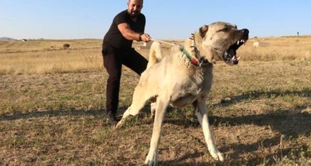 Kangalların Yavrularını Neden Yediği Ortaya Çıktı