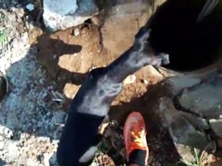 Puppy Rescued While Mother Watches Anxiously