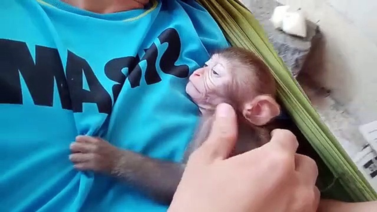amazing sleep of monkey moo