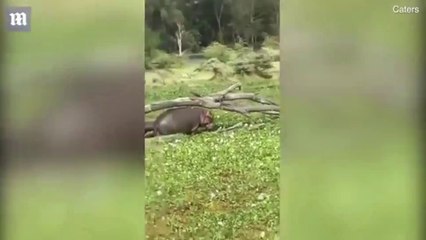 Videos Dramáticos # 82