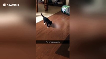 Abandoned kitten with wobbly cat syndrome finds forever home in Oklahoma