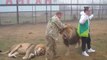 Auriez-vous le courage d'approcher ces lions comme le font ces touristes russes
