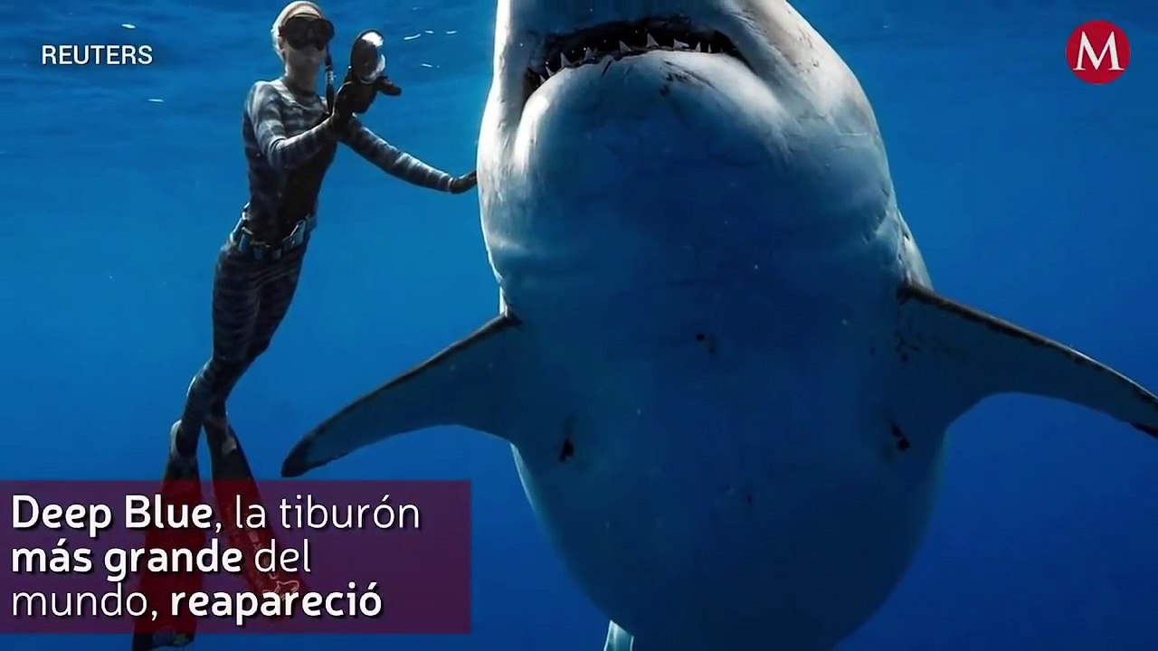 Deep Blue, la tiburon mas grande del mundo, reaparecio
