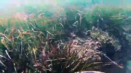 Octopus Hides Among the Plants