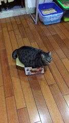 Cat Tries to Wiggle Herself into a Box