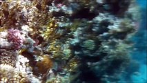 Diving on a coral reef in Egypt, Sharm el-Sheikh