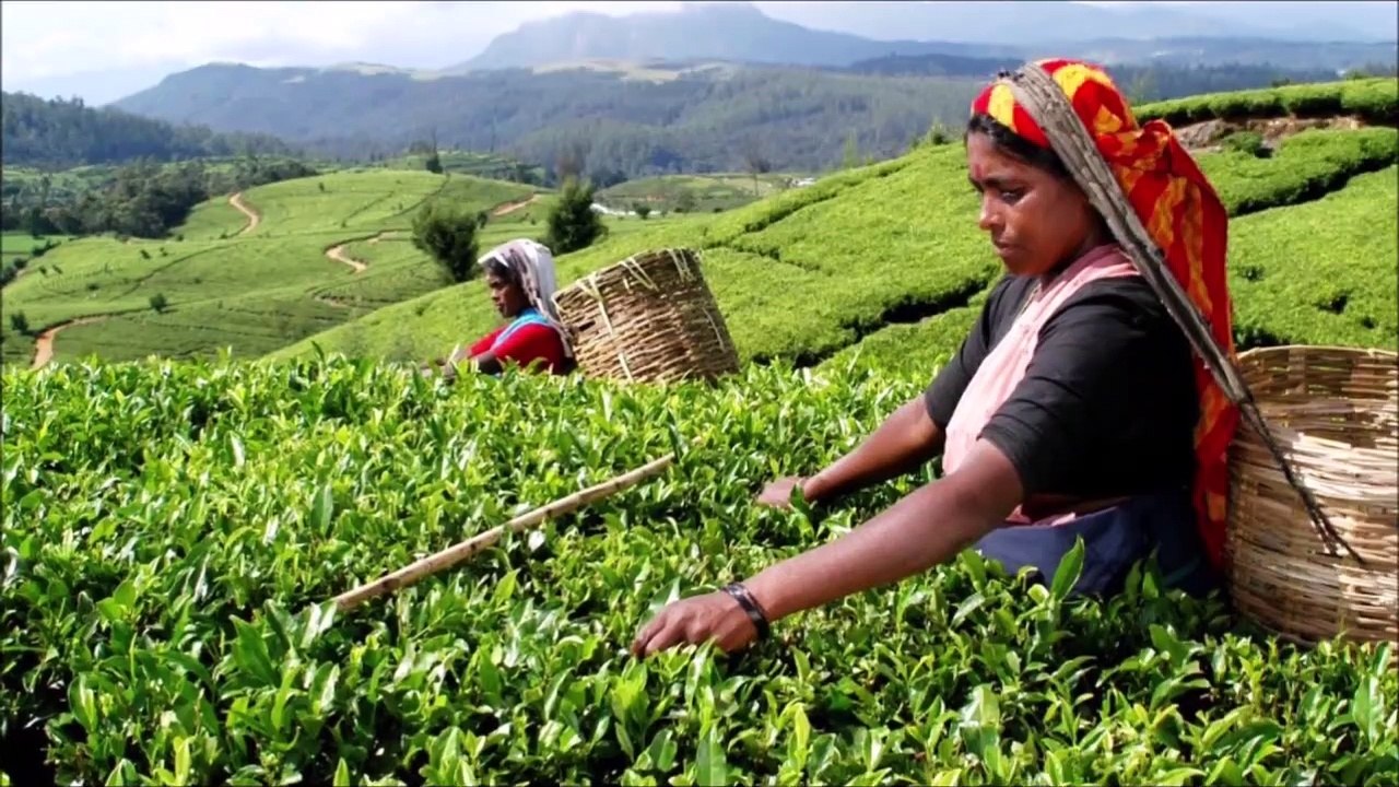 Loose Leaf Tea, Gift Sets, Tea Caddies and Wholesale Trade UK Webstore