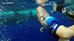 Deep Blue: divers swim with 