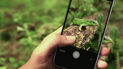 Jardin - Applis au jardin