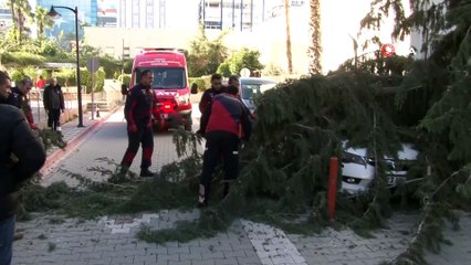 50 metrelik ağaç çocuk parkının üzerine devrildi
