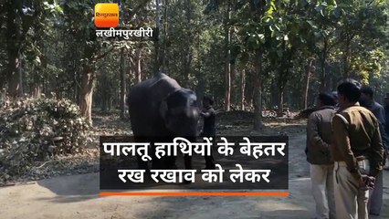 धूप खिली तो दक्षिण के हाथियों ने दुधवा में की अटखेलियां