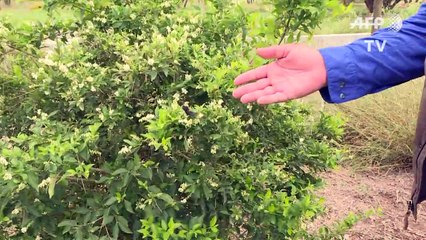 Border wall construction threatens butterfly sanctuary in the US