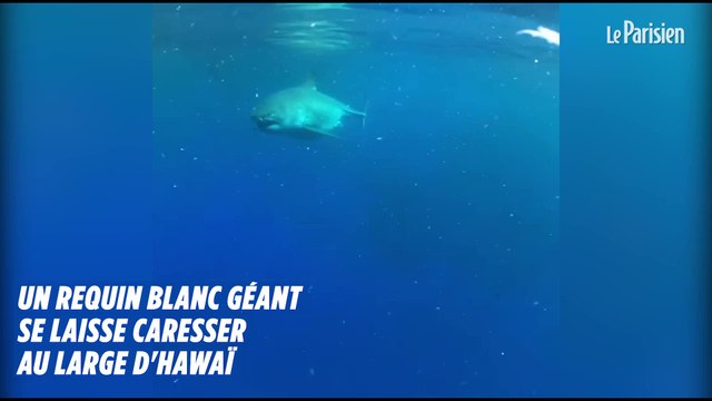 Des plongeurs nagent avec un requin blanc géant à Hawaï