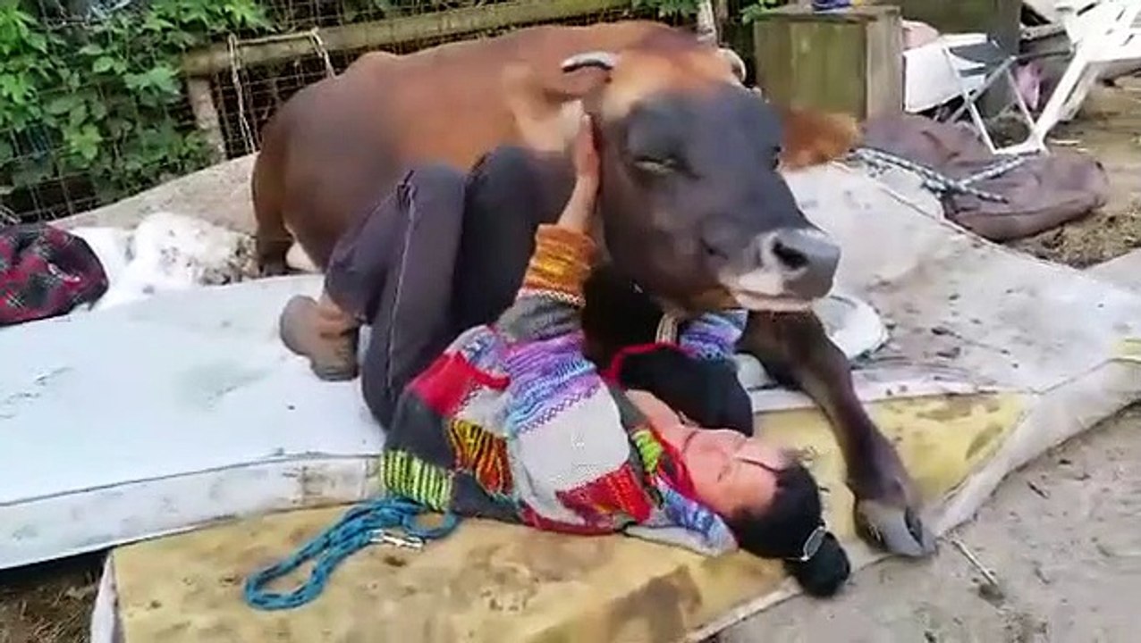 Gros câlin avec.. une vache !