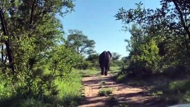 Charge d'un éléphant sur une voiture de touristes en pleine réserve !