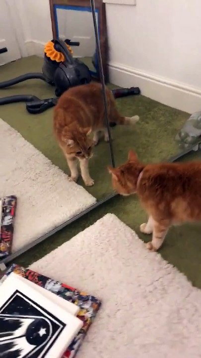 Duel entre un chat... et son reflet dans le miroir !