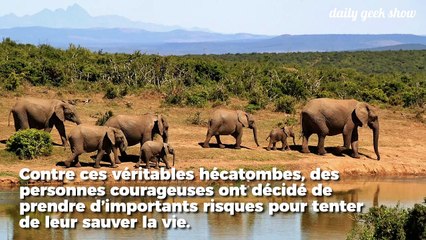 Ce vétérinaire de guerre sillonne les pays ravagés pour sauver les animaux