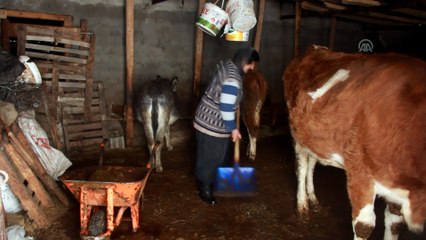 Besicilerin 3 metrelik kardaki çetin kış mücadelesi - TUNCELİ