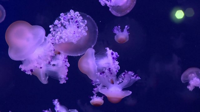 Au-delà d'être hypnotisant, ce médusarium à Paris vous alerte sur la santé des océans