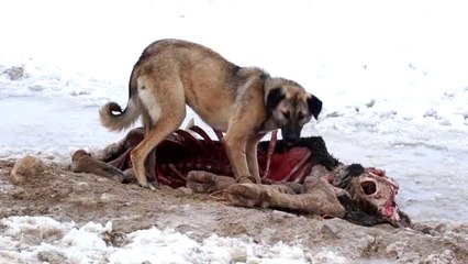 Sahipsiz Köpeklerin Yaşam Mücadelesi